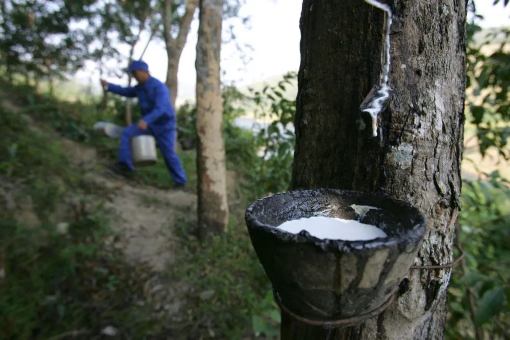 Rubber Tapping